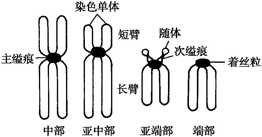 第四節(jié) 染色質(zhì)和染色體